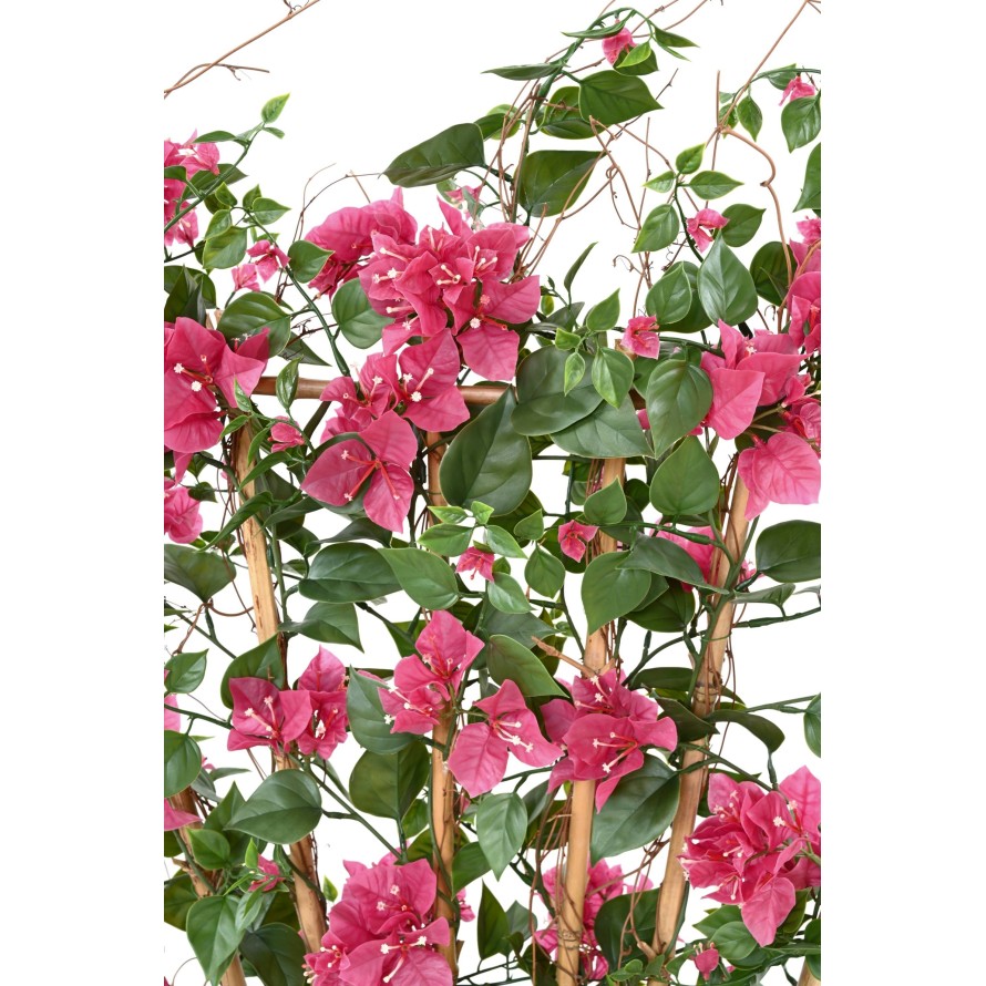 BOUGAINVILLEA LARGE PALISADE UV