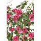 BOUGAINVILLEA LARGE PALISADE UV