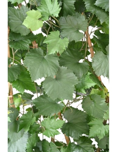 VIGNE HAIE PLAST UV RESISTANT