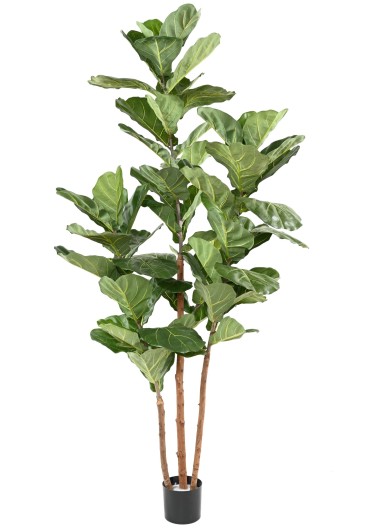 LYRATA 3 STEMS 190