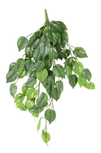 POTHOS CHUTE 95 UV RESISTANT