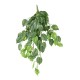 POTHOS CHUTE 95 UV RESISTANT