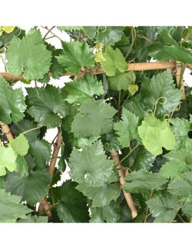 VINE HEDGE PLAST UV RESISTANT