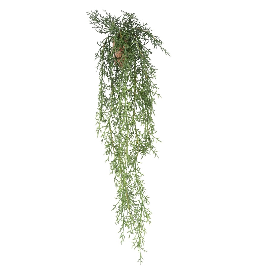 JUNIPERUS CHUTE 75