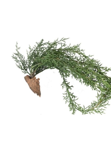 JUNIPERUS CHUTE 75