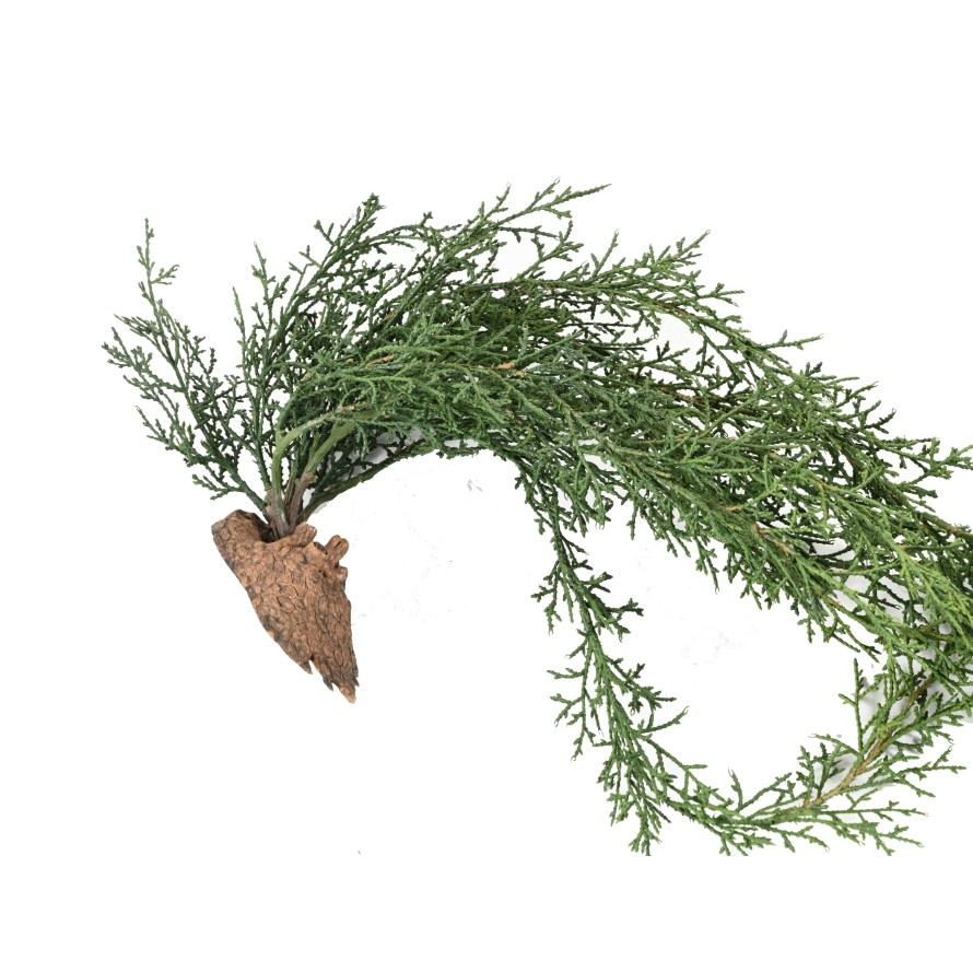 JUNIPERUS CHUTE 75