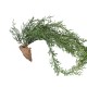 JUNIPERUS CHUTE 75