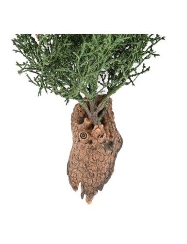 JUNIPERUS CHUTE 75