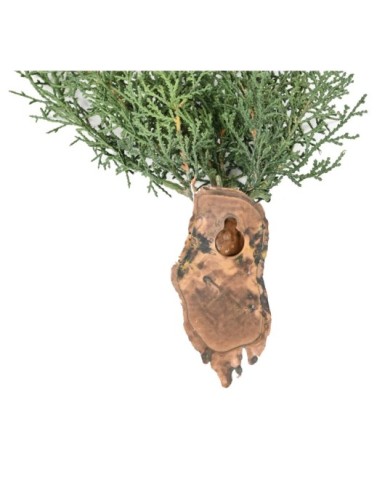 JUNIPERUS CHUTE 75