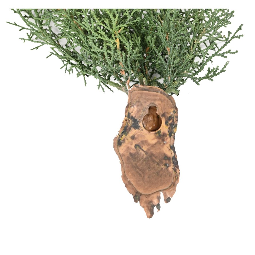 JUNIPERUS CHUTE 75