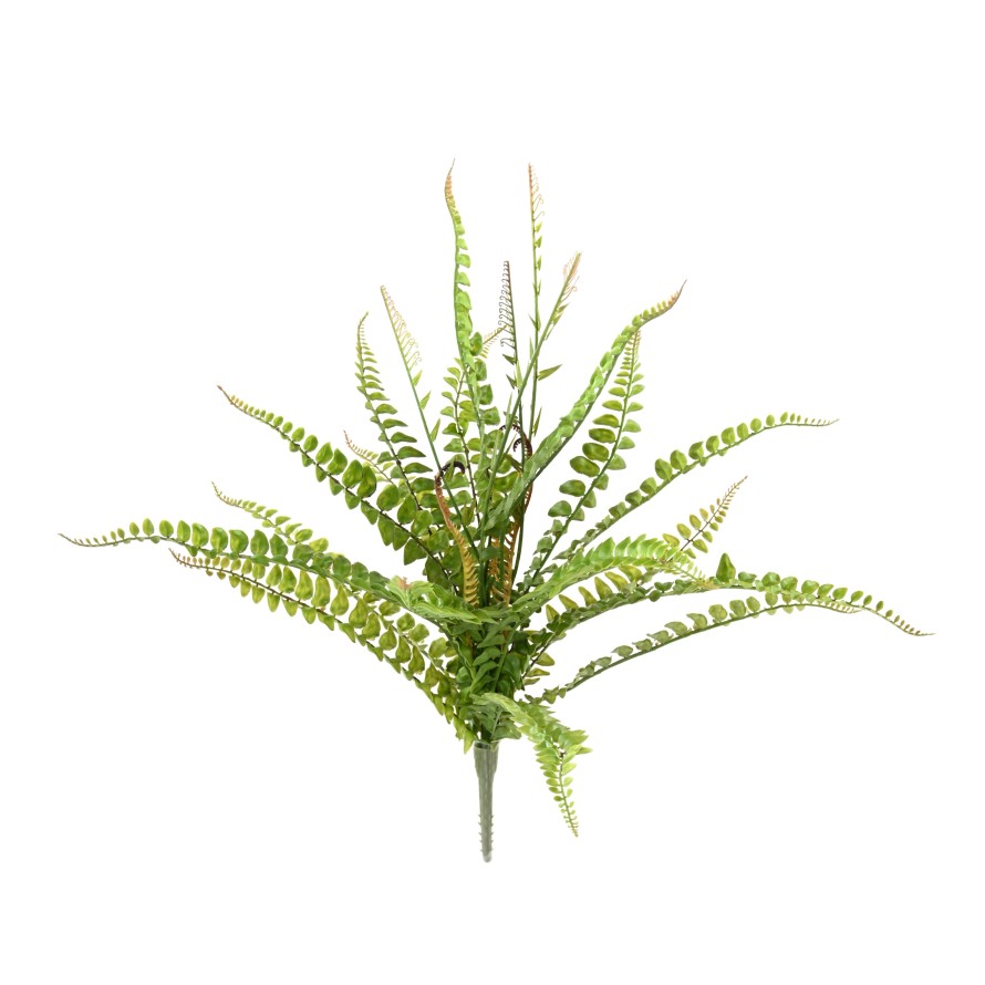 BOSTON FERN 50