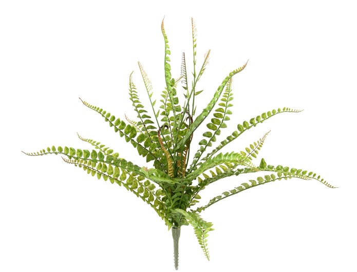 BOSTON FERN 50