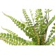 BOSTON FERN 50