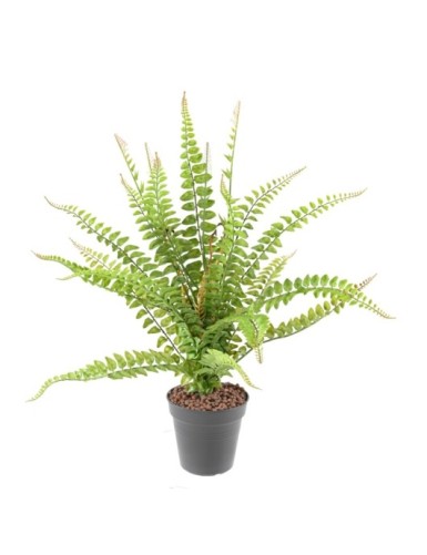 BOSTON FERN 50