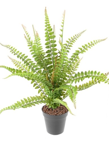 BOSTON FERN 50