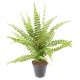 BOSTON FERN 50