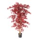 ARALIA NEW (maple)