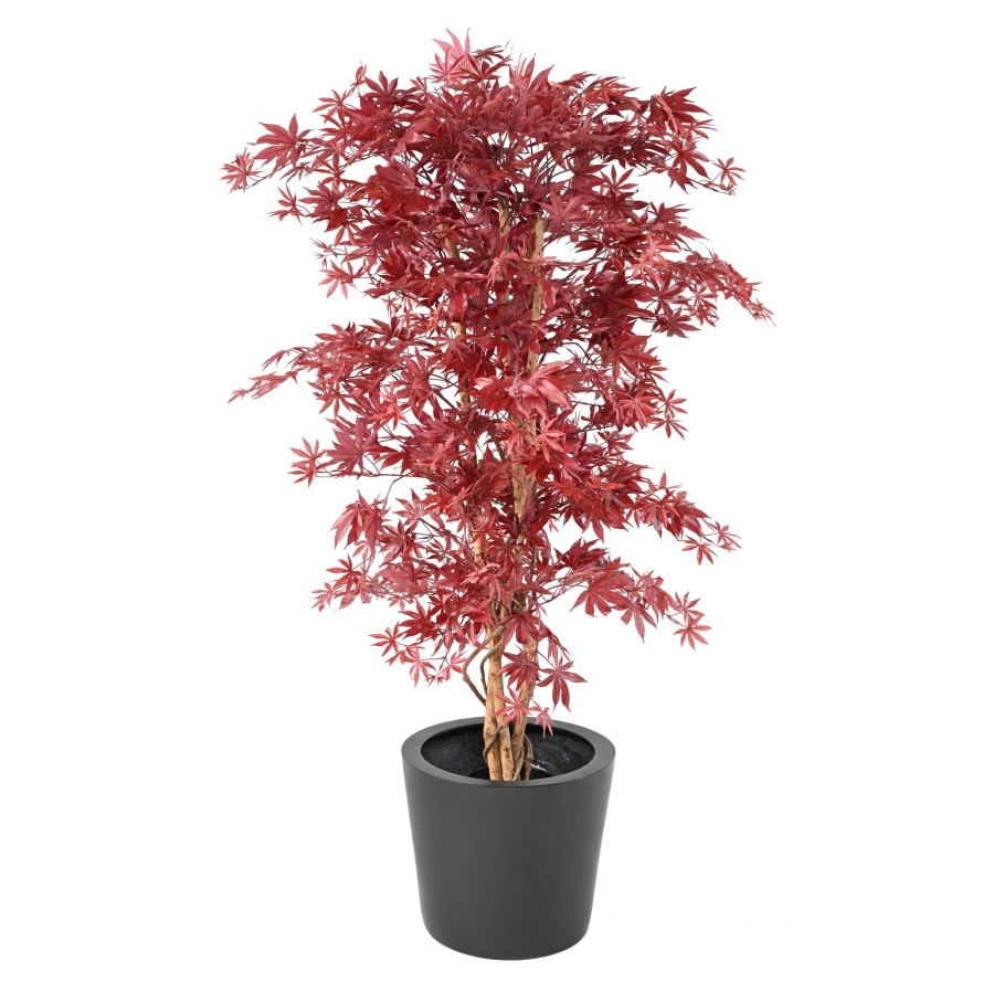 ARALIA NEW (maple)