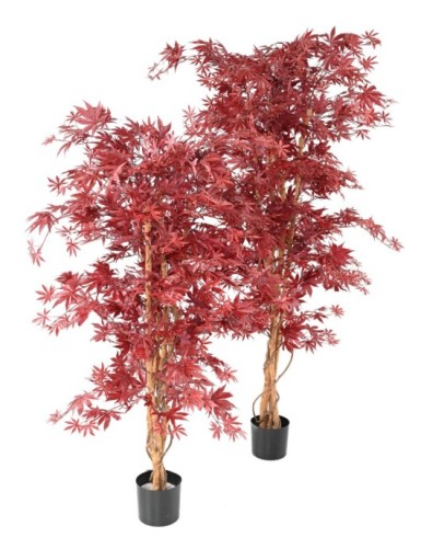 ARALIA NEW (maple)