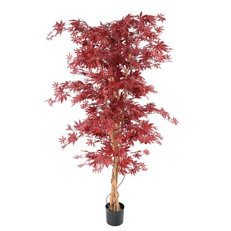 ARALIA NEW (érable)