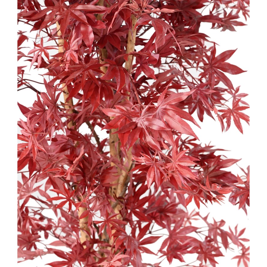 ARALIA NEW (maple)