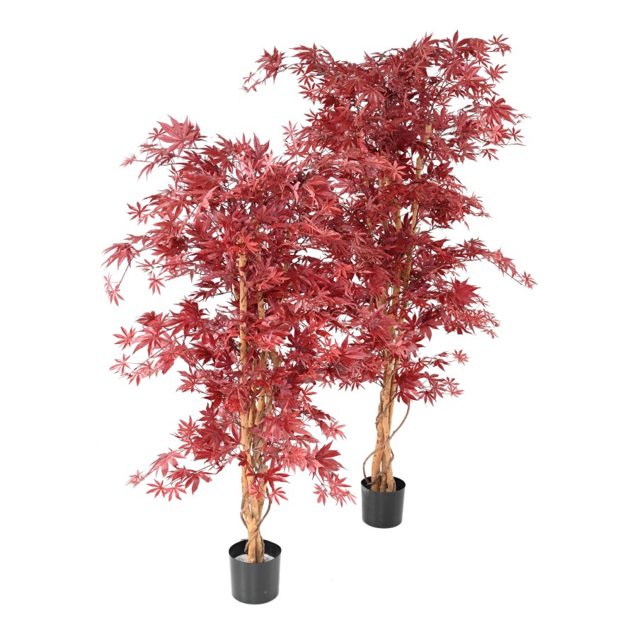 ARALIA NEW (maple)