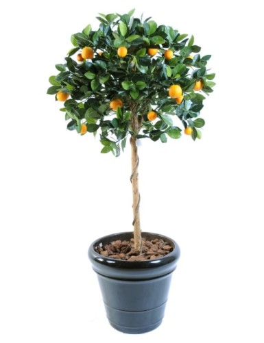 ORANGE TREE HEAD