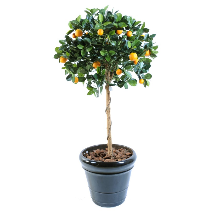 ORANGE TREE HEAD