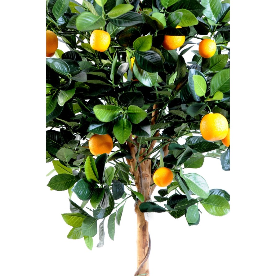 ORANGE TREE HEAD