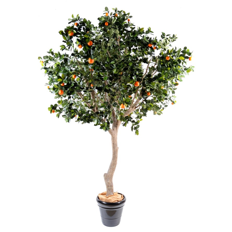 LARGE ORANGE TREE