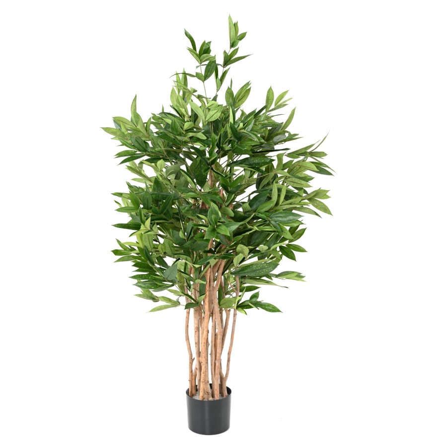 DRACAENA SURCULOSA 155