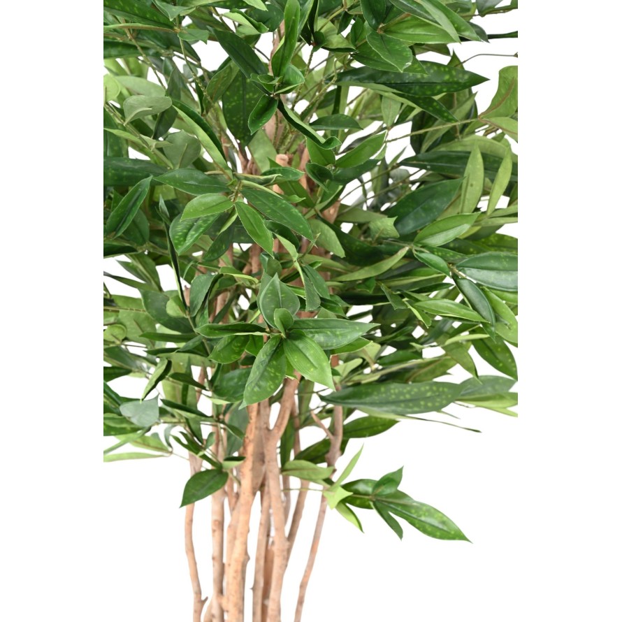 DRACAENA SURCULOSA 155