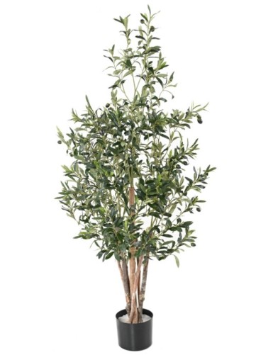 OLIVE TREE ECO