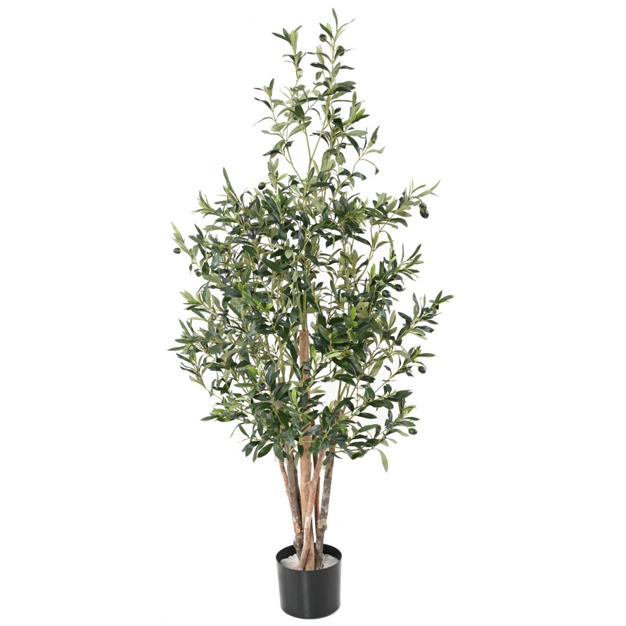 OLIVE TREE ECO