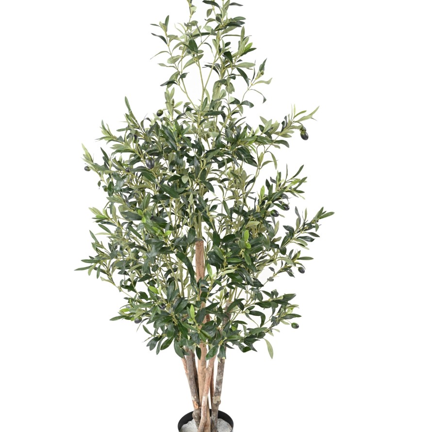 OLIVE TREE ECO