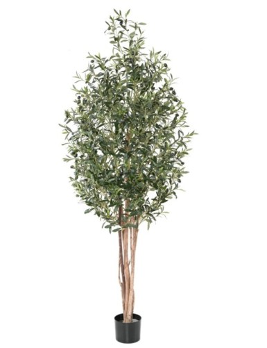 OLIVE TREE ECO