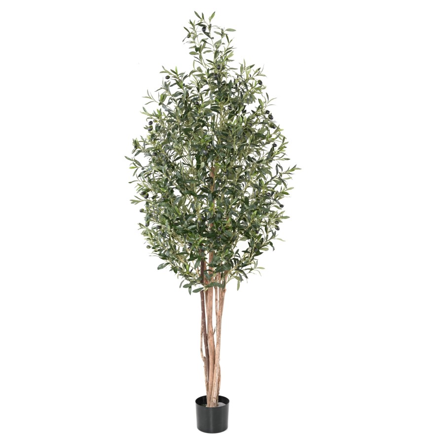 OLIVE TREE ECO