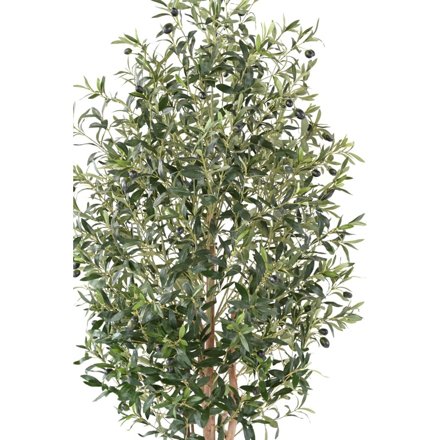 OLIVE TREE ECO