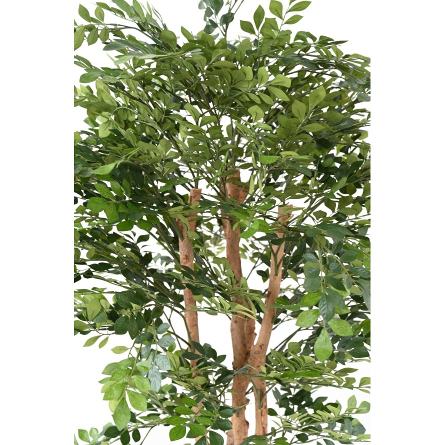 ACACIA ECO