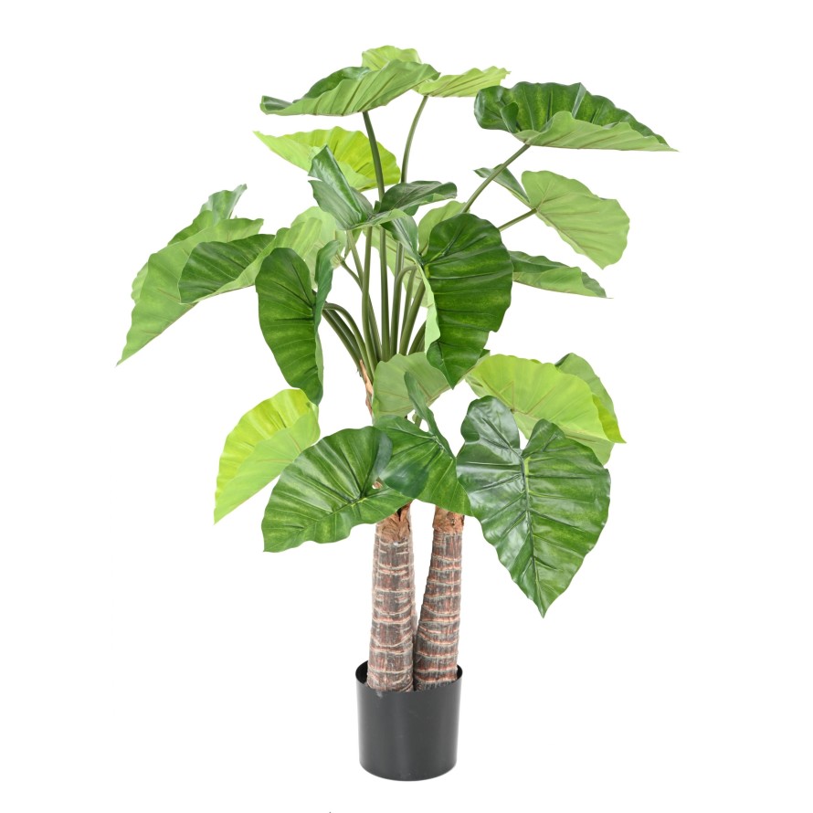 ALOCASIA