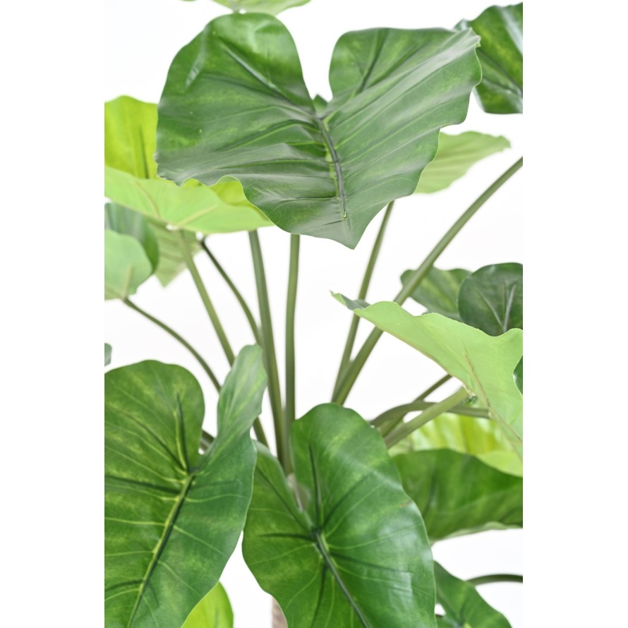 ALOCASIA