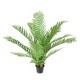 DICKSONIA PLANTE*16 (FERN)