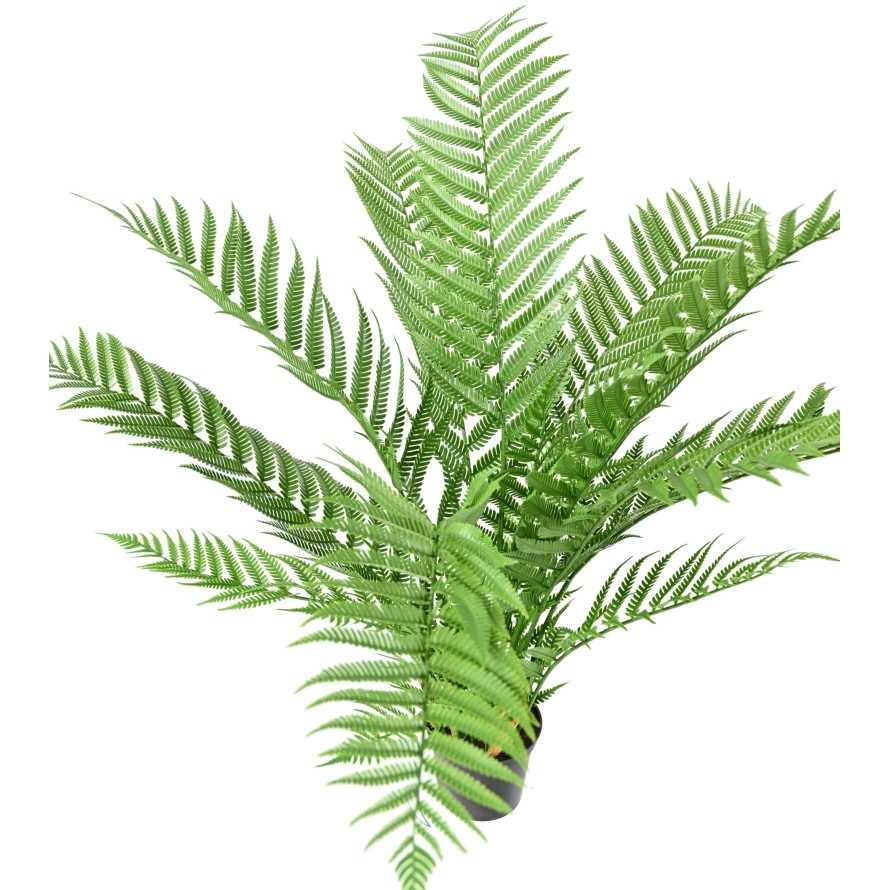 DICKSONIA PLANTE*16 (FERN)