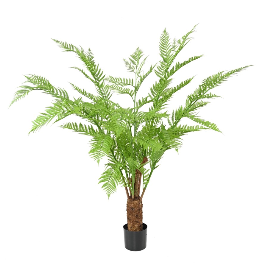 DICKSONIA (FERN)