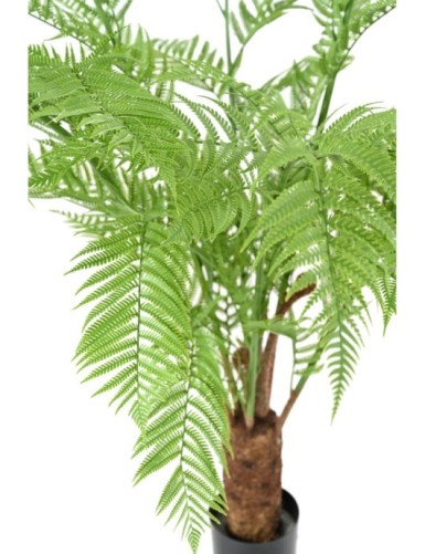 DICKSONIA (FERN)