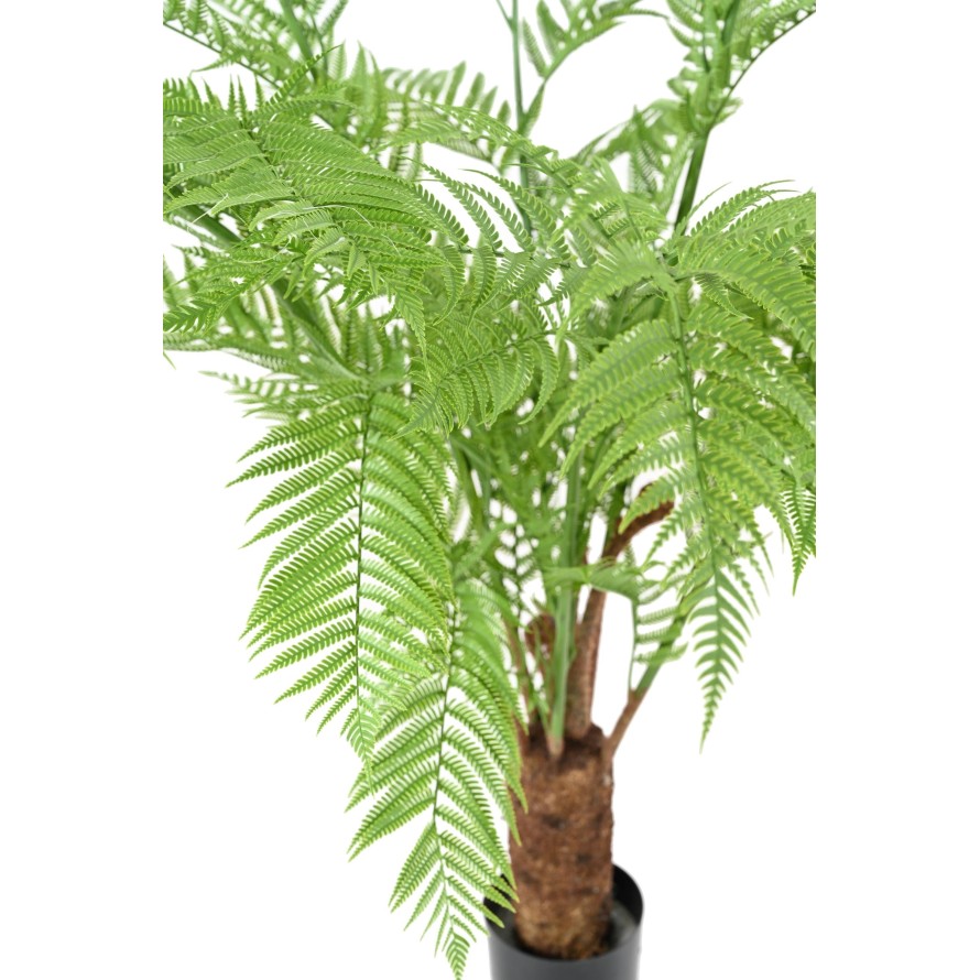 DICKSONIA (FERN)