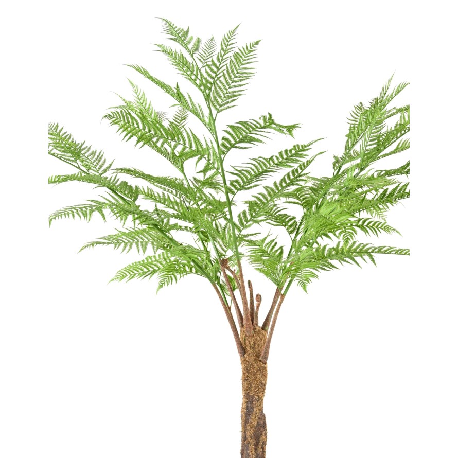 DICKSONIA (FERN)