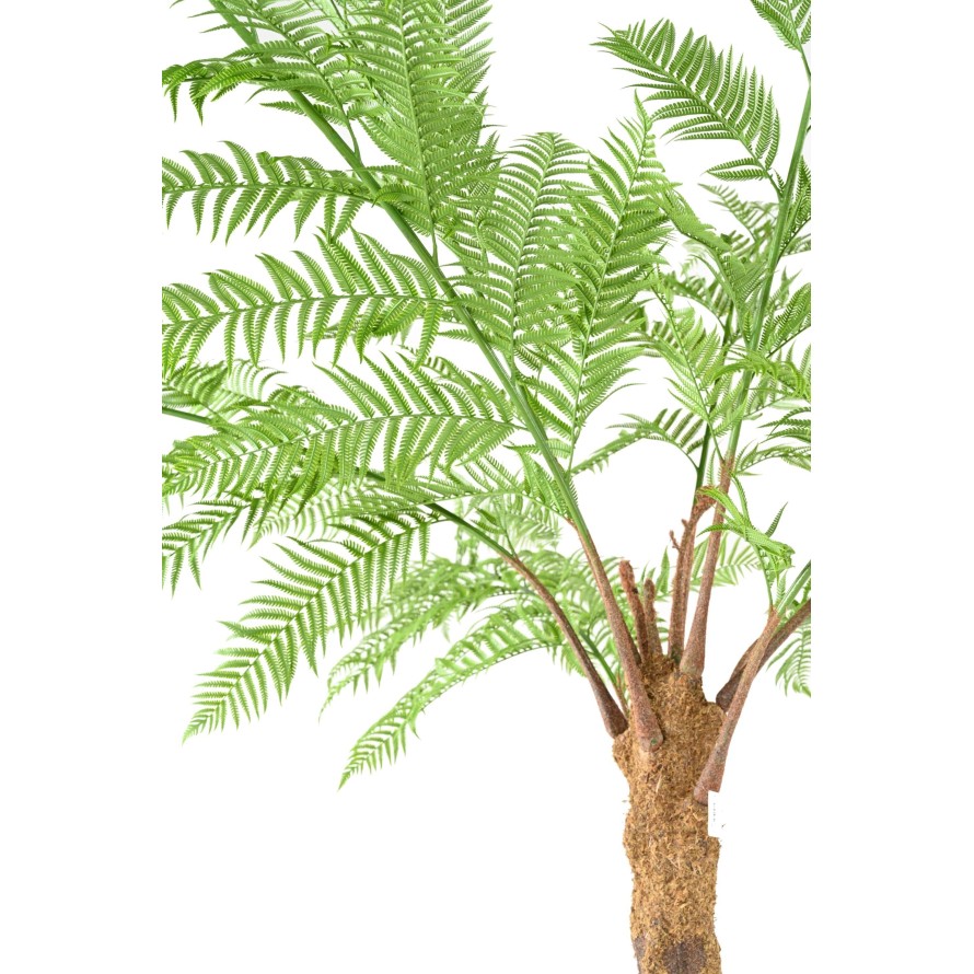 DICKSONIA (FERN)