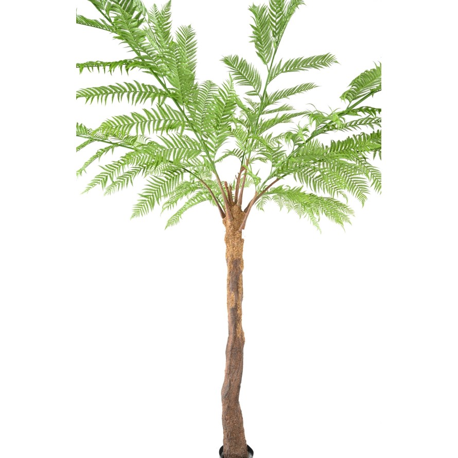 DICKSONIA (FERN)