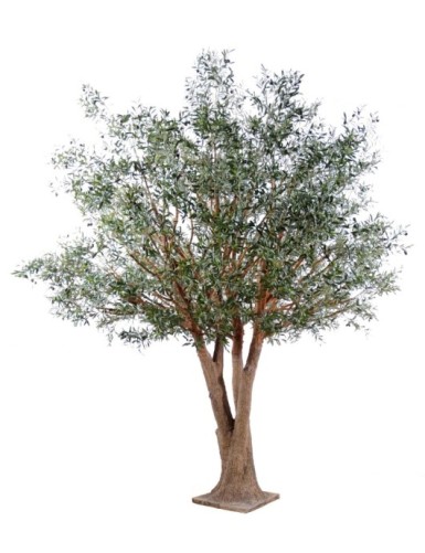 OLIVIER TREE